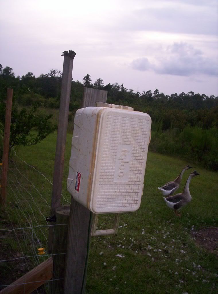 Had to share!!!!!!!!!! - Goats