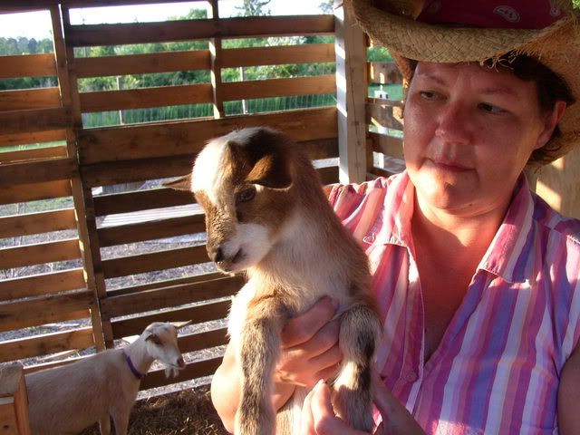 Finally pics!!!!!!! - Goats