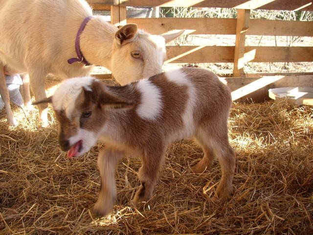 Finally pics!!!!!!! - Goats