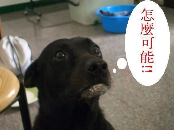 超激!!真人(真犬)示範~~火影忍者之&quot;牙通牙&quot;