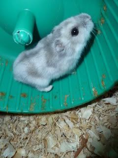 can hamsters get dizzy