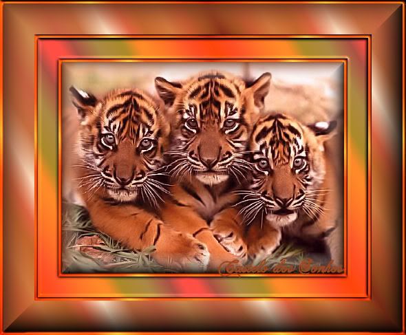 tigres.jpg picture by cancian2