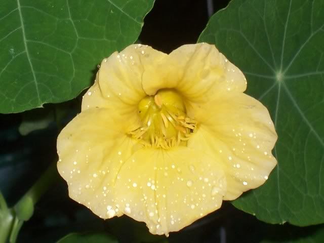 Nasturtium Pictures, Images and Photos