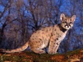 Cougar baby Pictures, Images and Photos