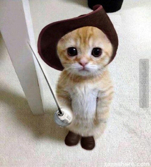 Cat%20sword_zpsxjnsonaa.jpg