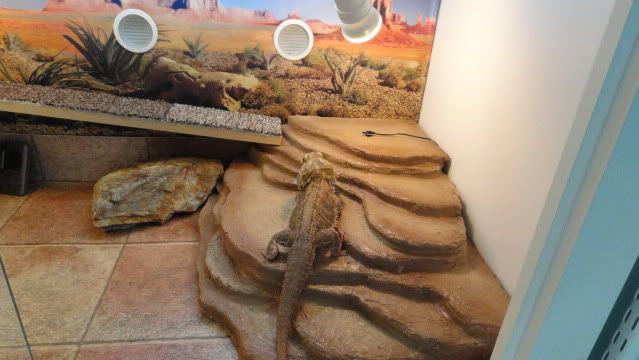 Viv Pics Only Thread Bearded Dragon Org