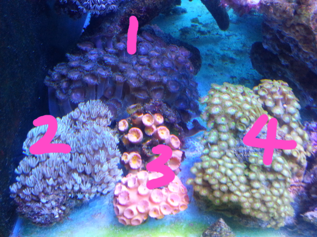 Coralsforsale.png