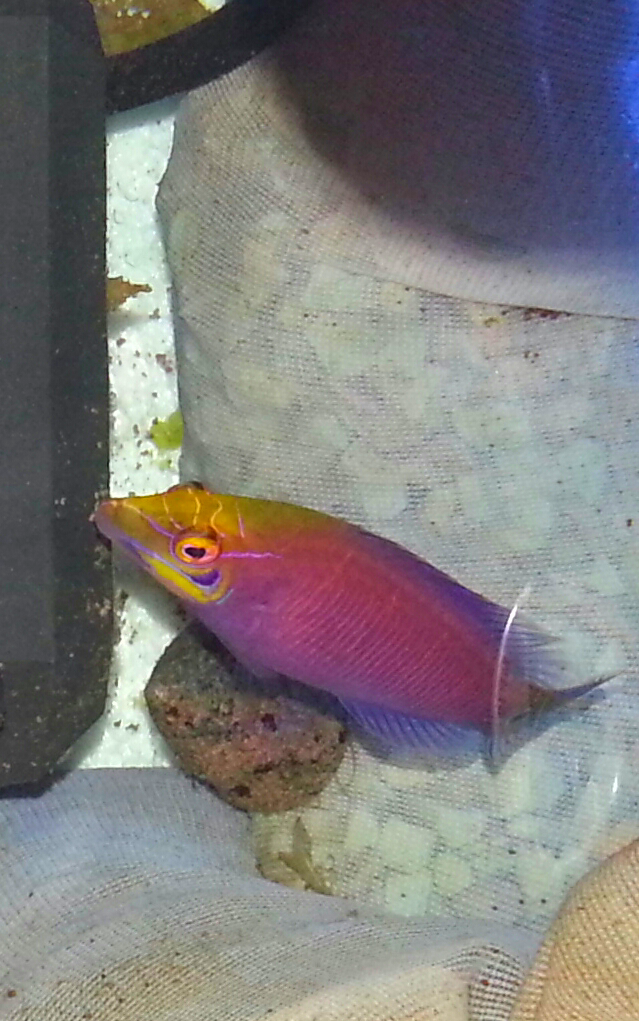 Mysterywrasse.png