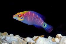 mysterywrasse2.jpg