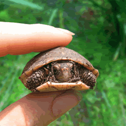 rocket turtle photo: Hilarious Turtle big_79024.gif