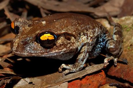 A Smith's Litter Frog, found in the Mekong.