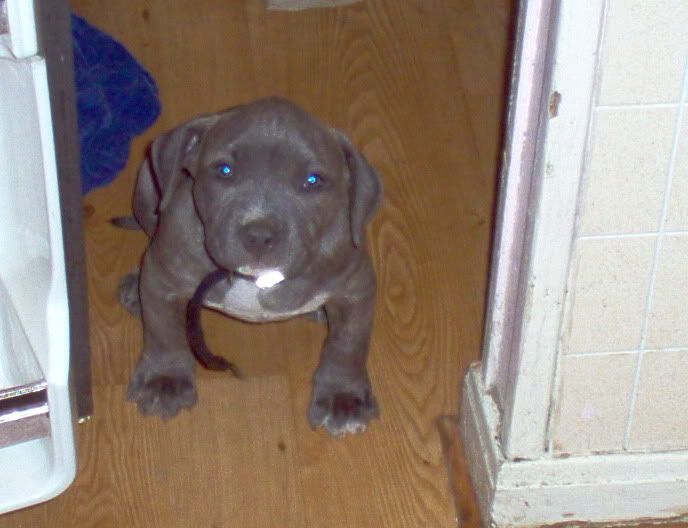 outkast pitbull ranch to download pitfall kennel outkast pitbull ranch outkast pitbull ranch to download pitfall kennel outkast pitbull ranch