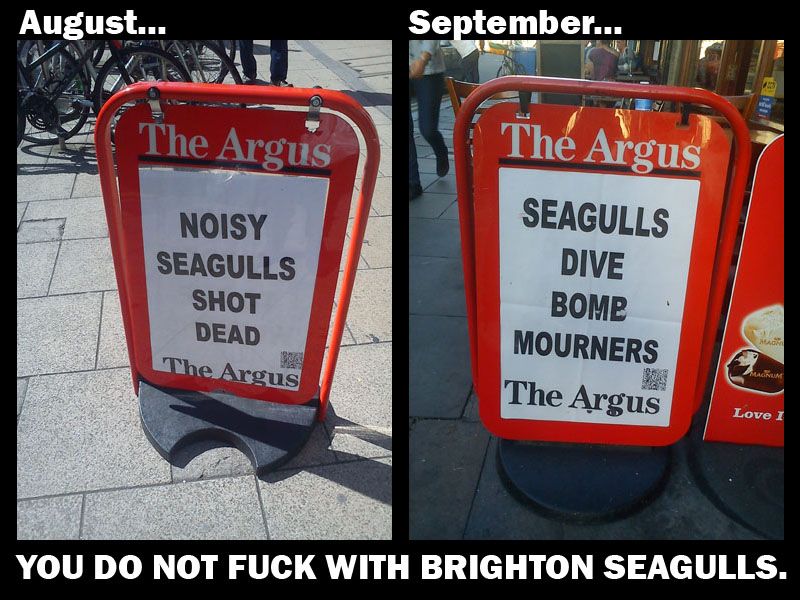 YoudonotfuckwithBrightonseagulls.jpg