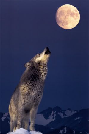 moon howling photo: howling at_the_moon.jpg