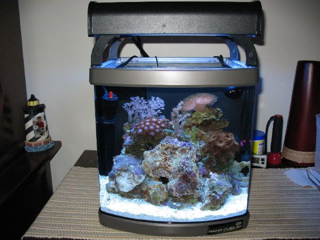 Mini Saltwater Tank