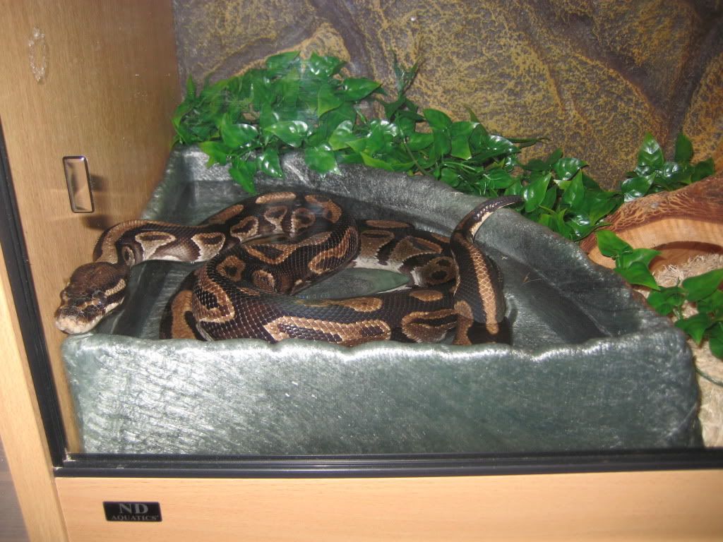 my ball python having a bath ) Reptile Forums