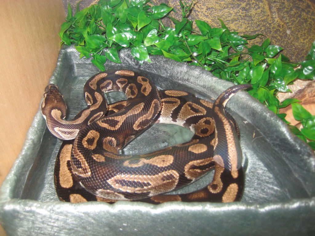my ball python having a bath ) Reptile Forums