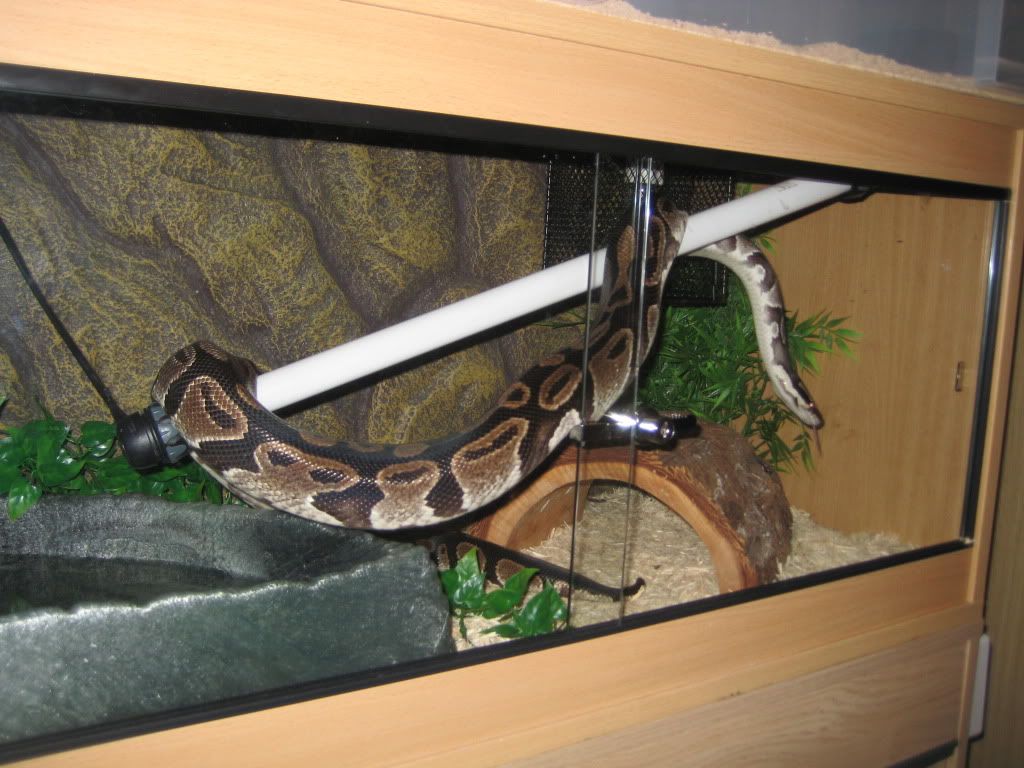 ball python, strange behaviour, hungry? | Reptile Forums