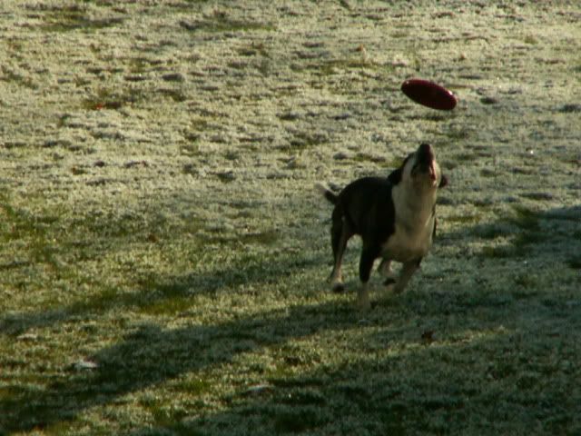 http://i182.photobucket.com/albums/x174/bidute/Sushi/2010-11-27Frisbee14.jpg