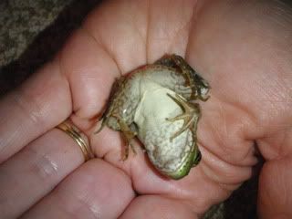 Lung Amphibian Lungs | RM. Lung Amphibian Lungs | RM.