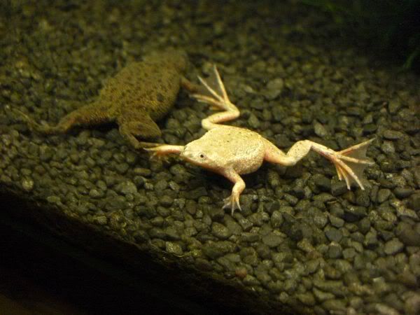 Albino Dwarf Frog