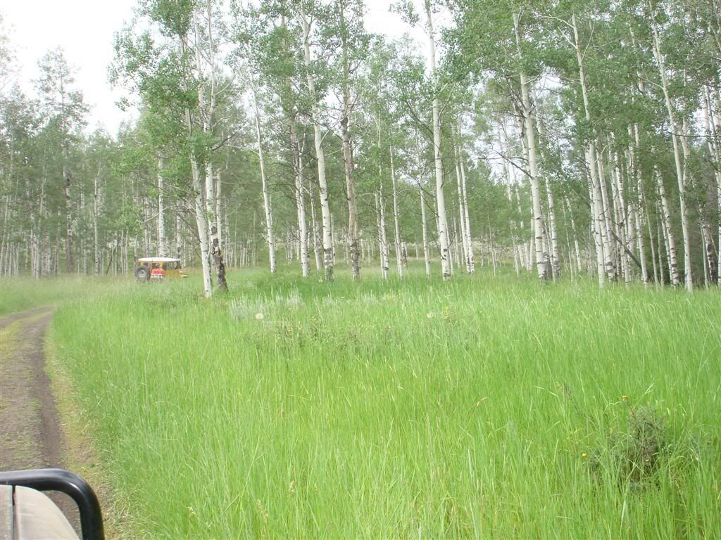 Backway1.jpg
