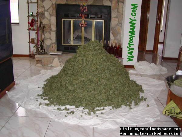 lots of weed. Lotsofweed2.jpg Lots of weed