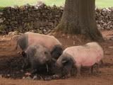 pigs Pictures, Images and Photos
