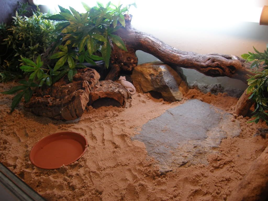 helmetedgeckos022.jpg