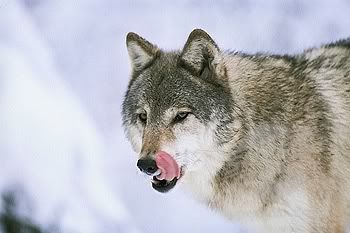 wolf-licks-lips.jpg