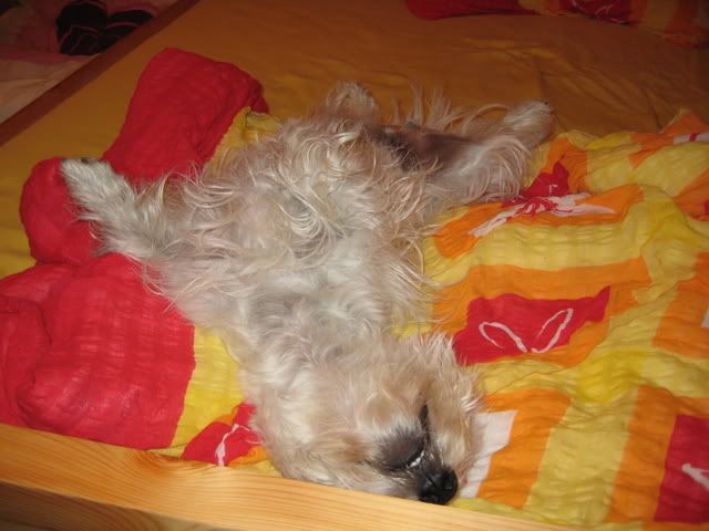 westie sleeping