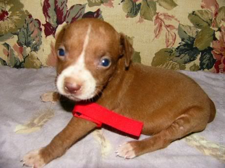 pitbull puppies pictures. Pitbull Puppies Pictures