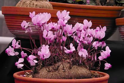 Thema Anzeigen Winterharte Alpenveilchen Cyclamen Graecum