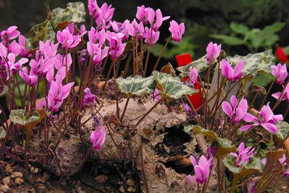 Thema Anzeigen Winterharte Alpenveilchen Cyclamen Graecum