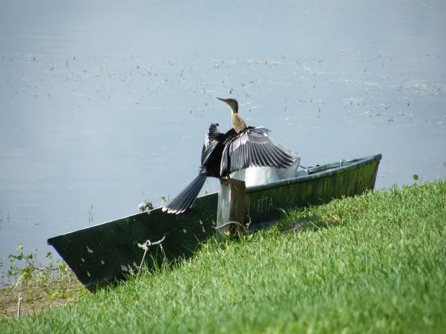 Anhinga and a boat