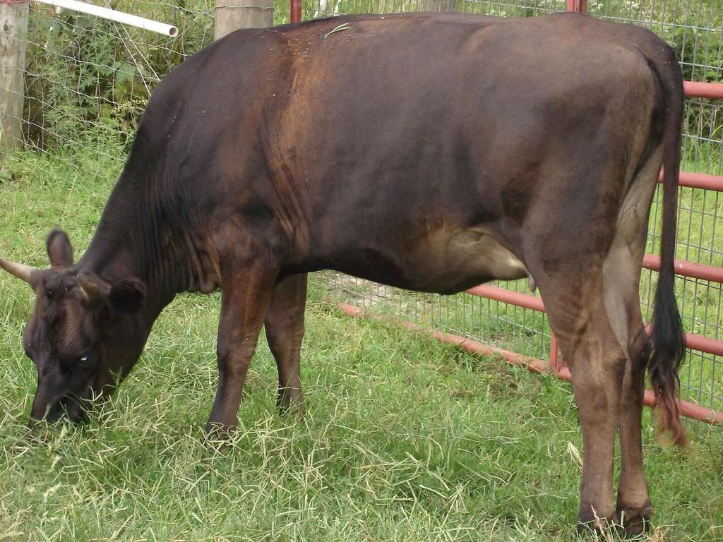 Good new, bad news. - Cattle