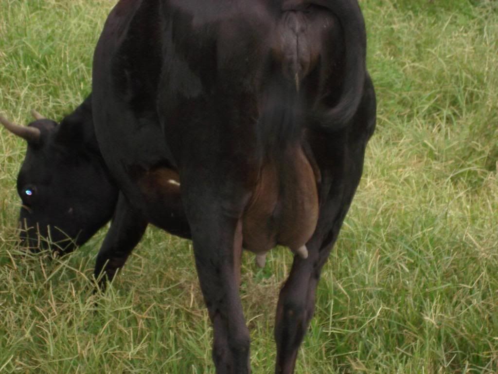 Good new, bad news. - Cattle