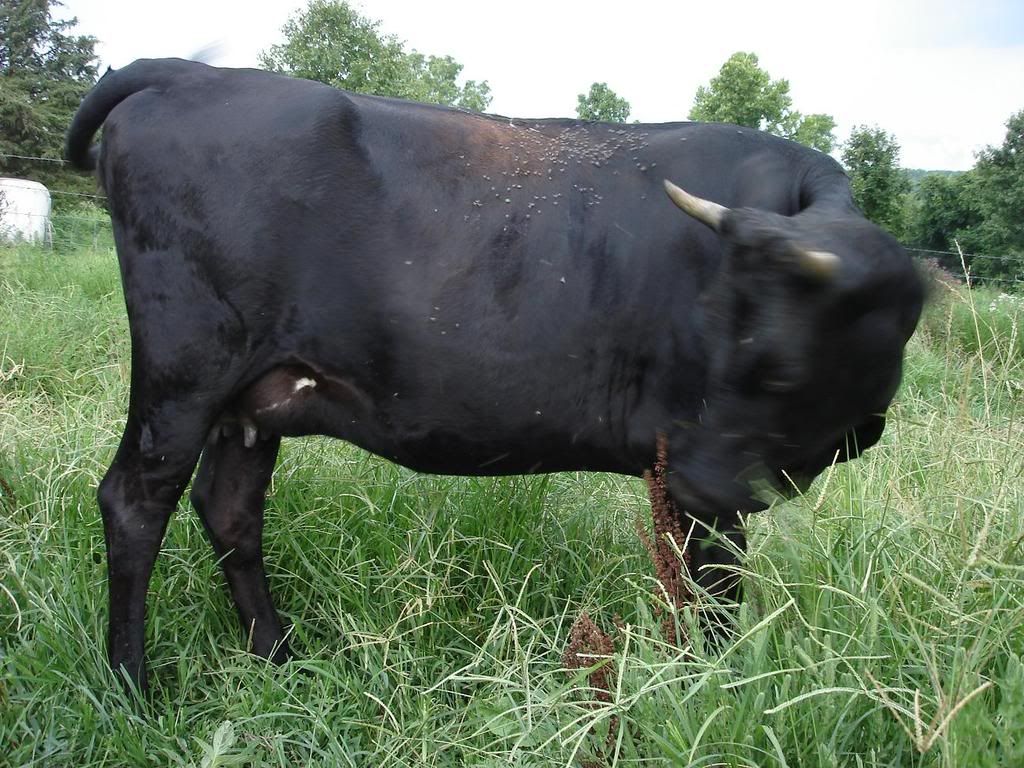 Good new, bad news. - Cattle