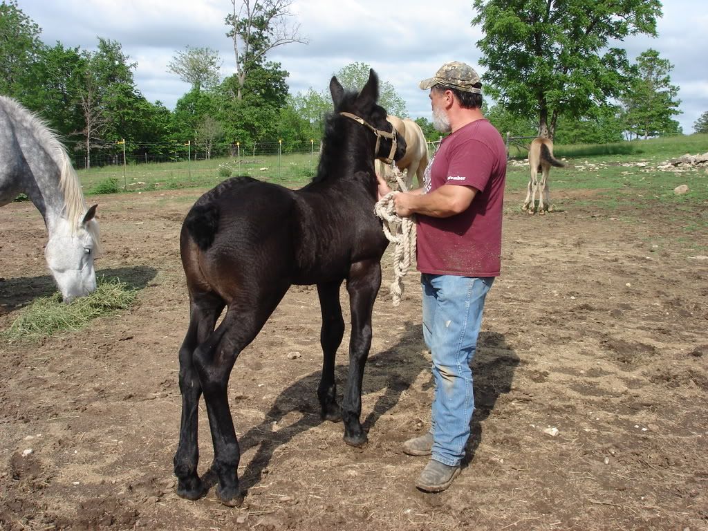 Draft animal forum? - Homesteading Questions