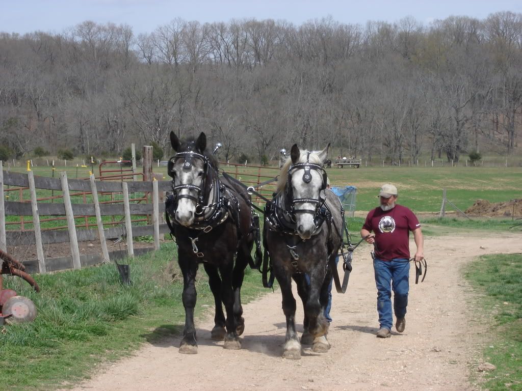 Putting up hay the old fashioned way. - Homesteading Questions