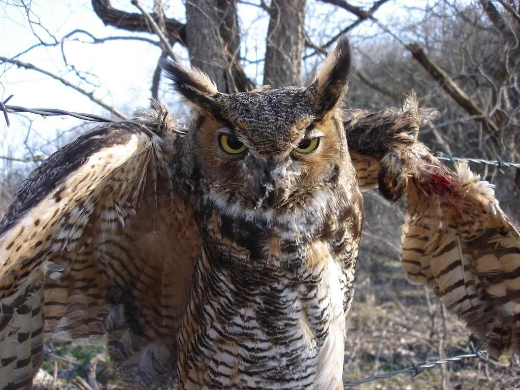 Can you help please!! - Homesteading Questions