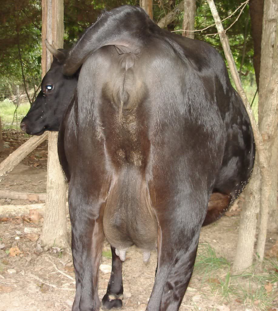 What'd you think? - Cattle