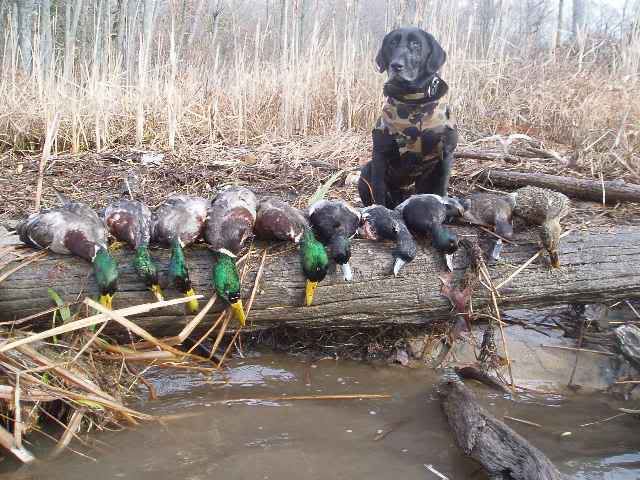 Duck Hunting Chat • Photo Contest : Virginia Duck Hunting