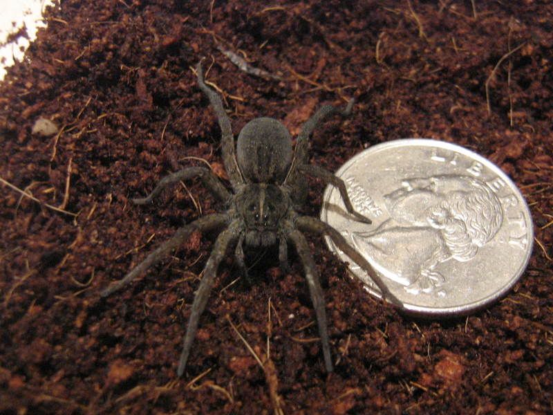 wolf spider Pictures, Images and Photos