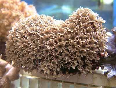 Pipe Organ Coral