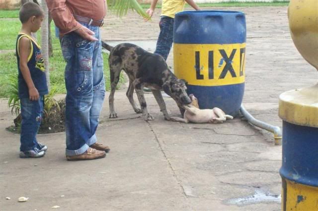 [Imagem: SPMG33.jpg]