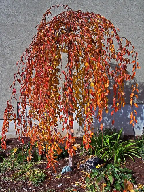 Weeping Cherry Fall