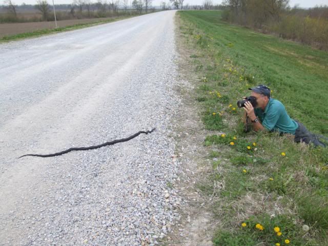 Florida+Field+Rat Florida Field Rat http://www.fieldherpforum.com/forum/viewtopic.php?f ...