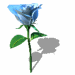 roza Pictures, Images and Photos
