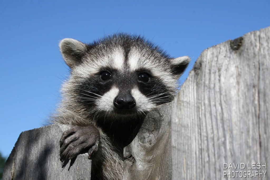 babyraccoonoverfence.jpg
